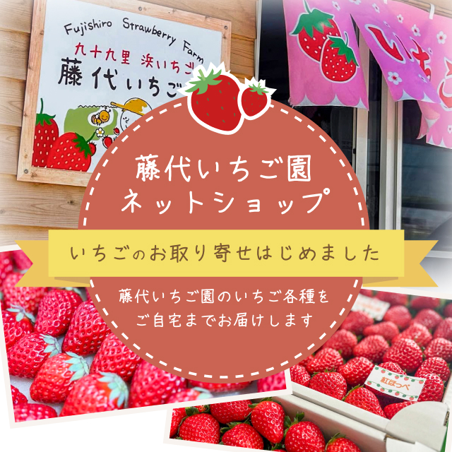 いちご狩り・いちごの直売｜千葉県九十九里町 藤代いちご園